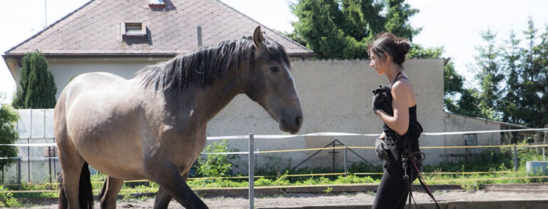 Začátek budování vztahu a společného jazyka s mladým hřebcem