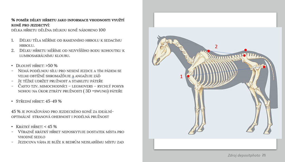 Mechanika pohybu koně I - proporcionalita versus rovnováha jezdeckého koně
